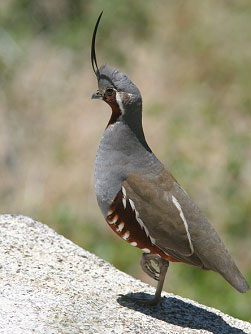 California Mountain Quail